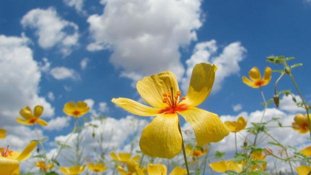 Tucson weather: Drying trend continues with slightly cooler temps